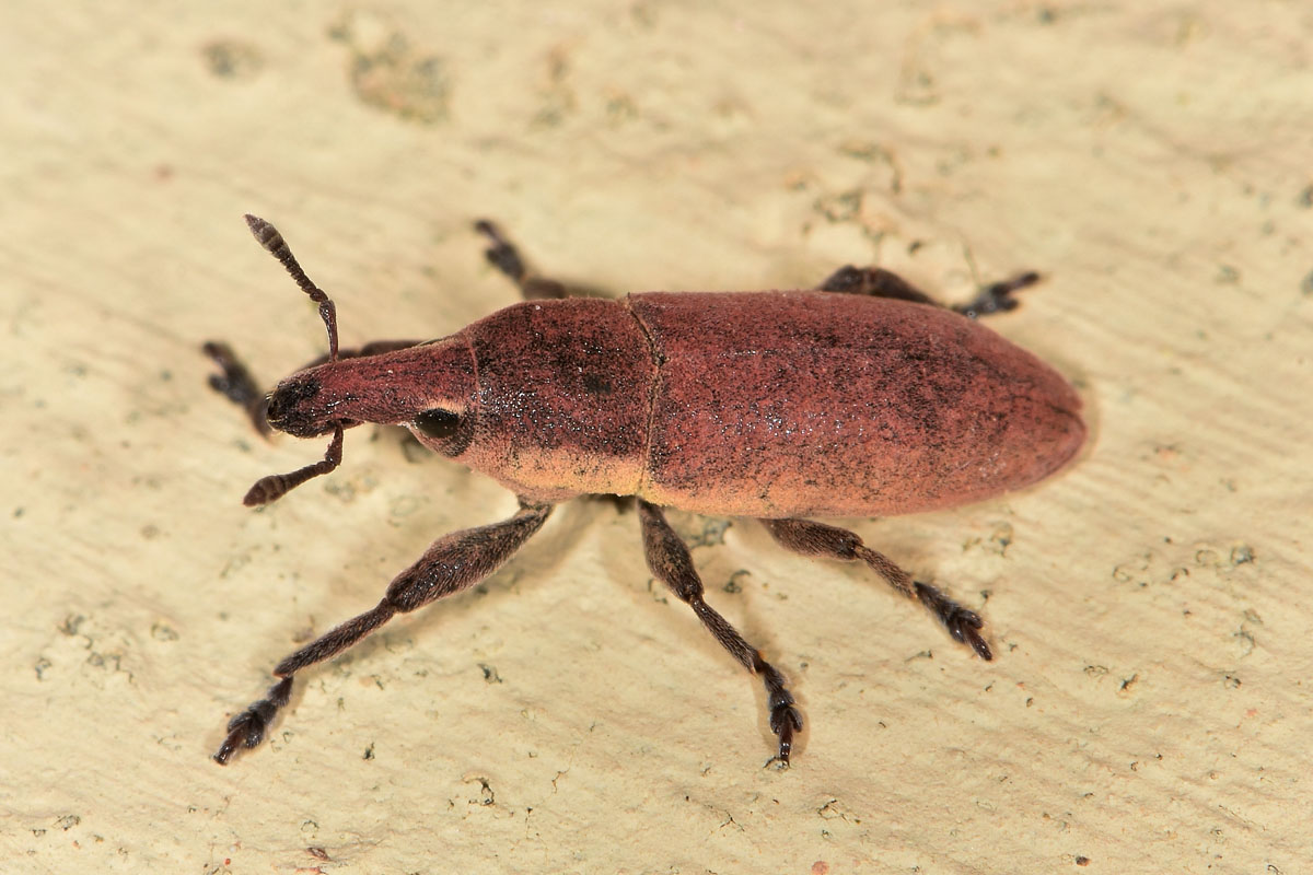 Curculionidae:  Lixus angustus?  S !